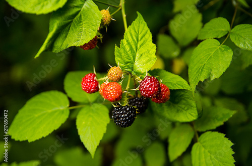 Berries and leaves of black raspberries