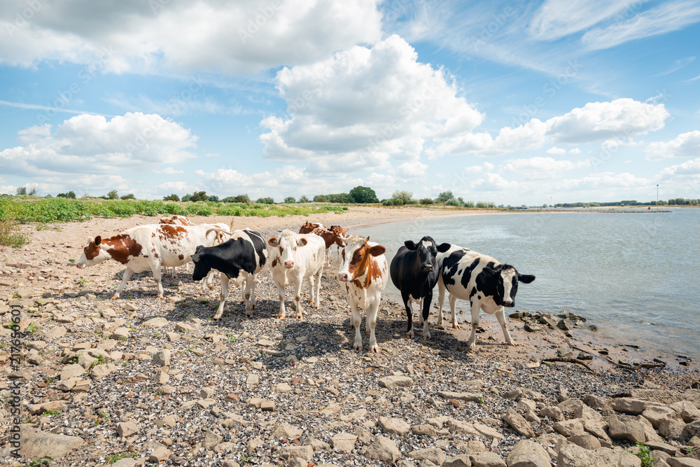 Black and red spotted cows at the edge of a river Black and red spotted cows at the edge of a river