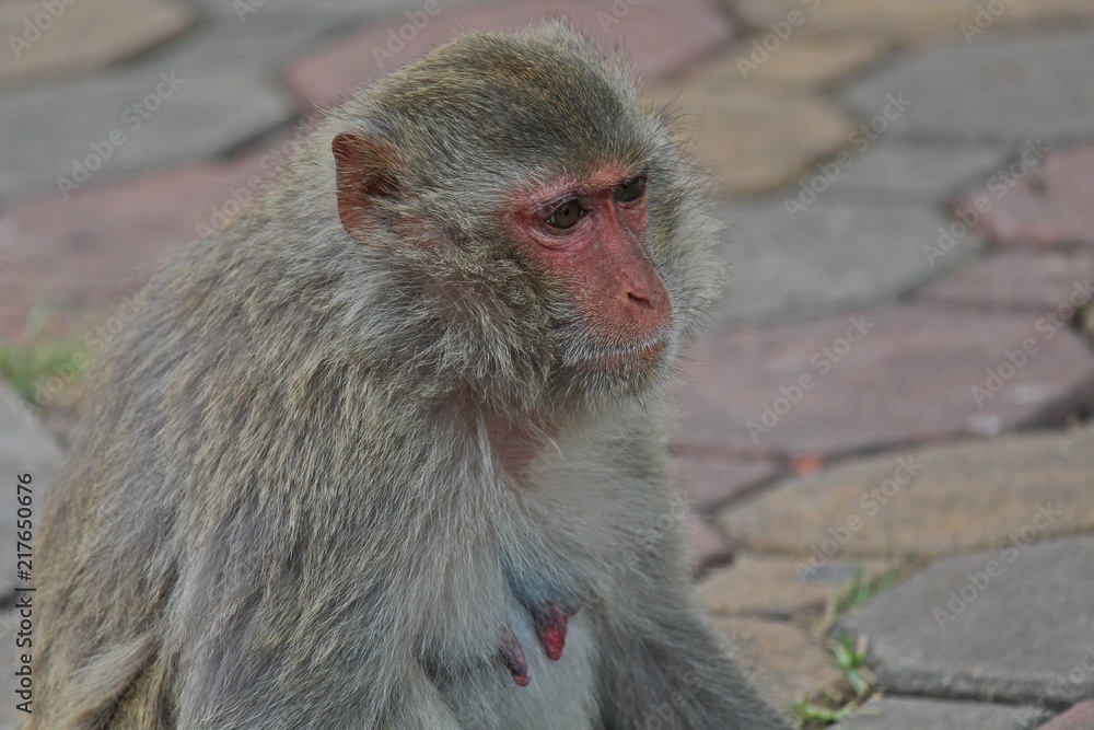 Naklejka premium Animal, a monkey sits on ground, waits the food from people who see it, it lives in KUM PHA WA PI park, at UDONTHANI province THAILAND.