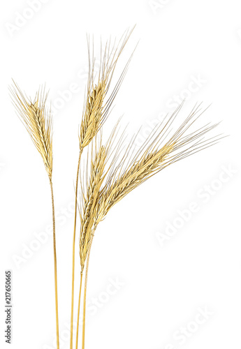 Ripe rye spikelets isolated on a white background