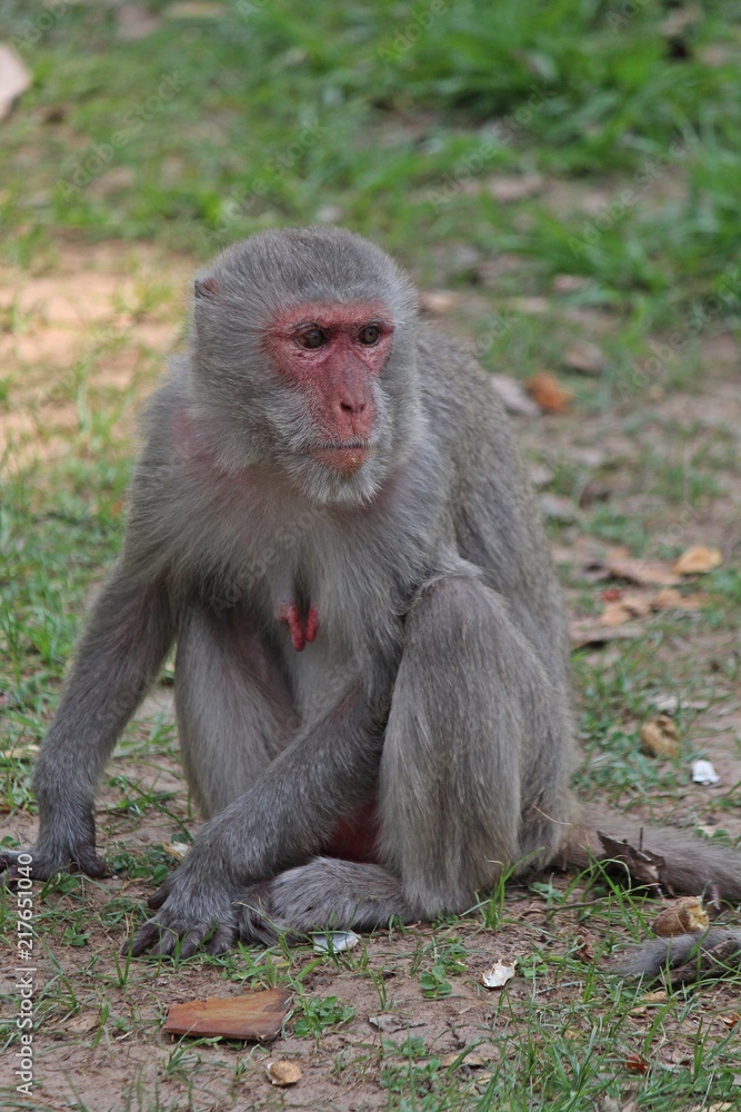 Animal,  a monkey sits on ground,  waits the food from people who see it,  it lives in KUM PHA WA PI park,  at UDONTHANI province THAILAND.