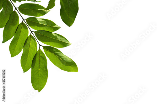 Closeup Green leaf isolated on white background of file with Clipping Path .