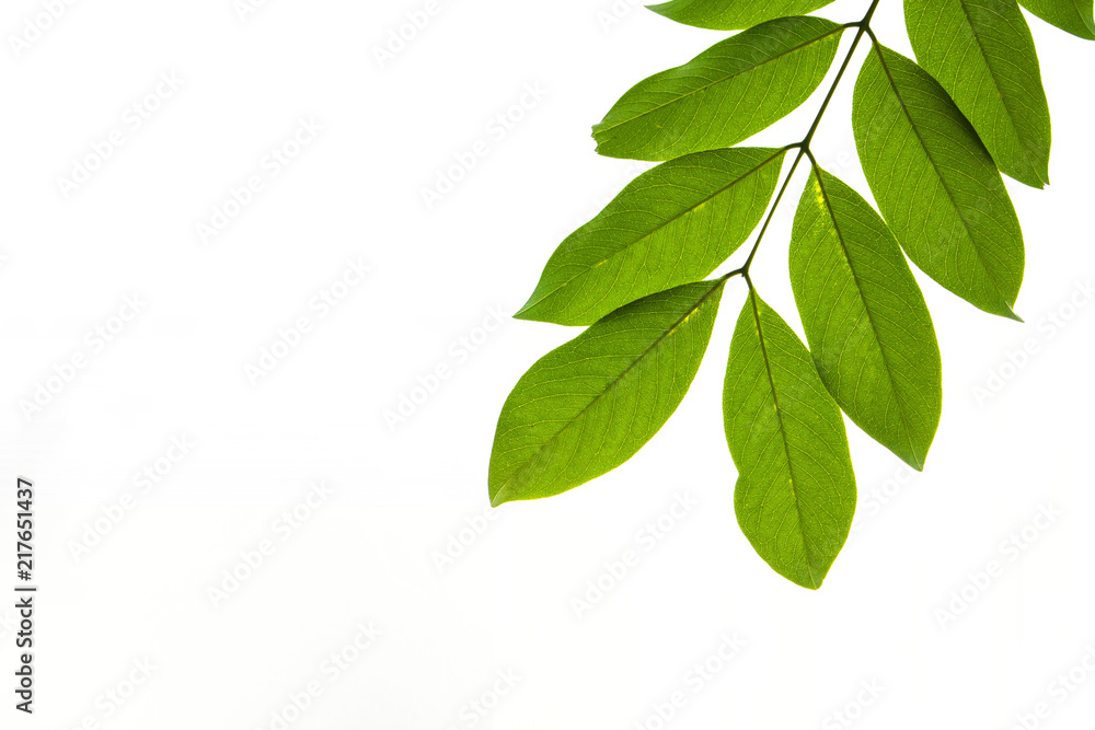 Closeup Green leaf isolated on white background of file with Clipping Path .