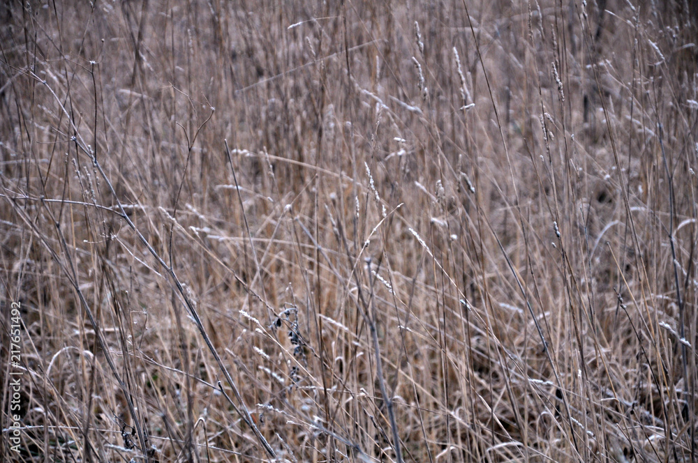 Background and texture with dry grass