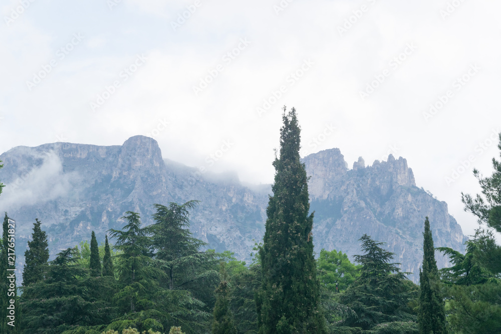 A view of the mountains in the clouds against the background of green tall trees.
