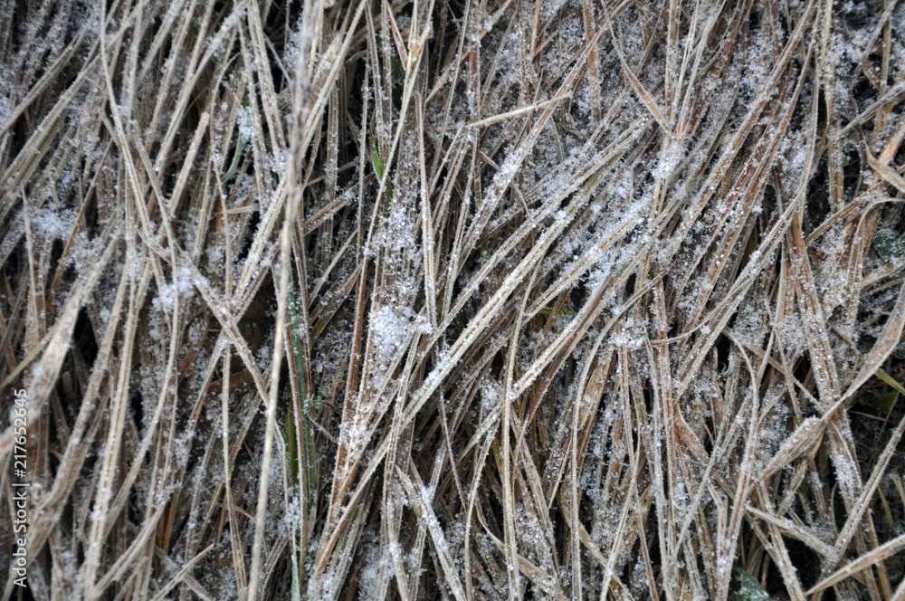 Background and texture with dry grass Background and texture with dry grass