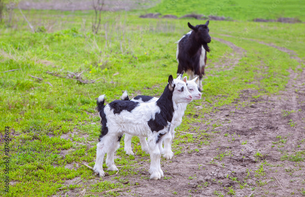 domestic goat with two kids on the meadow domestic goat with two kids on the meadow