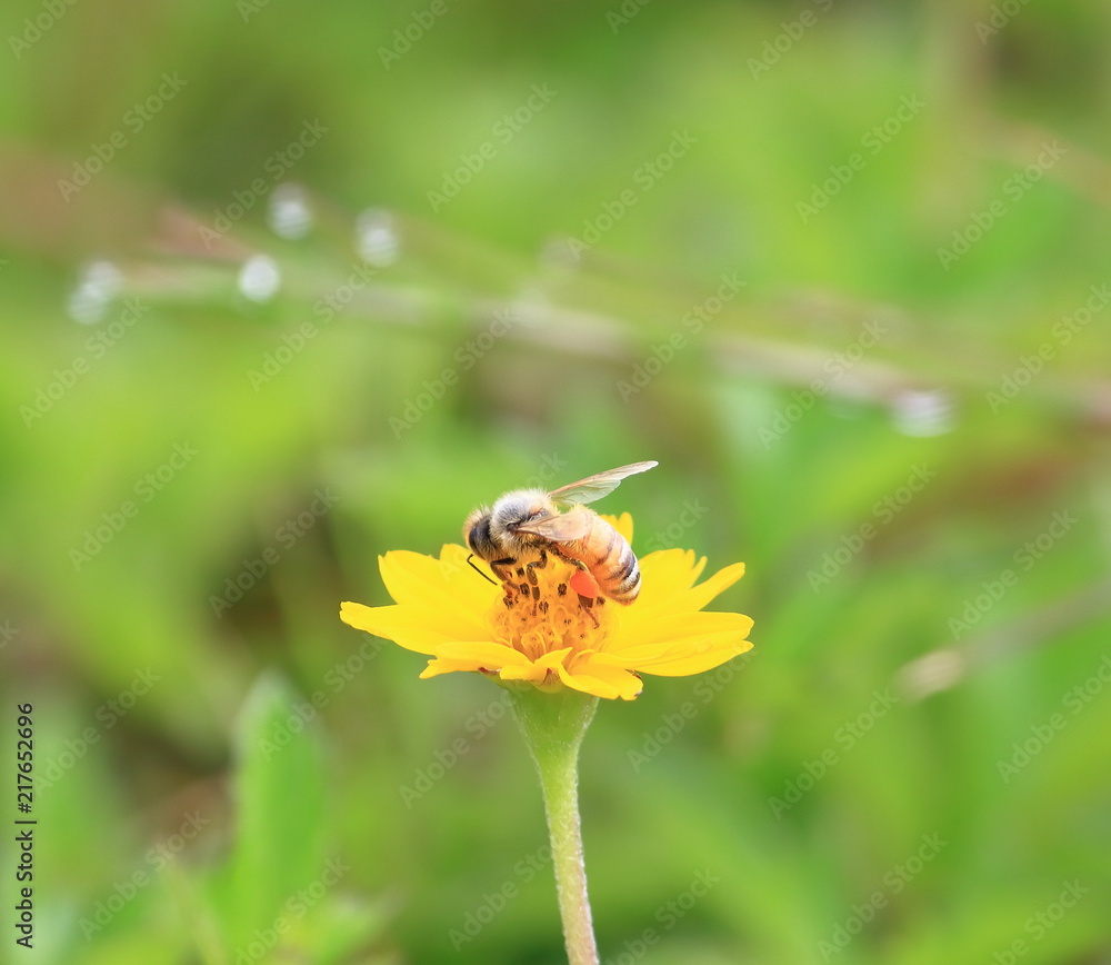 close up beautiful bee and flower in natural close up beautiful bee and flower in natural