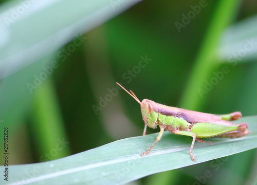 beautiful young grasshopper in fresh natural