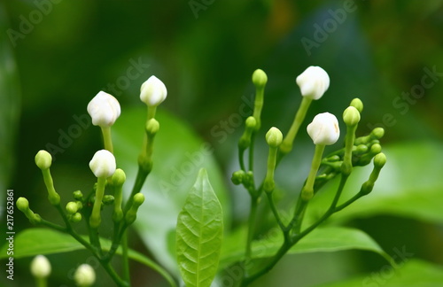 beautiful cape jasmine fresh flower in nature