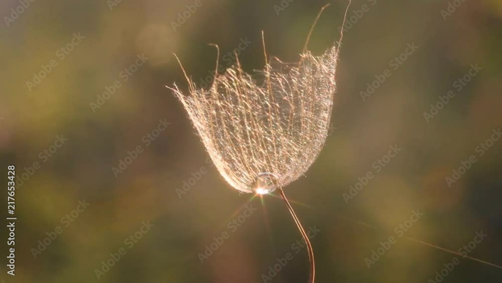 Parachute Tragopogons with a drop of growth at the bottom against sunset of sun. Parachute Tragopogons with a drop of growth at the bottom against sunset of sun.