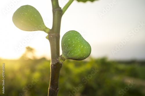 Deliclious little green fig fruits on tree photo