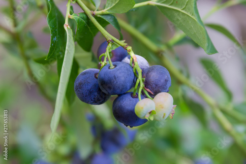 Ripe and unripe berries of blueberry on shrub close-up