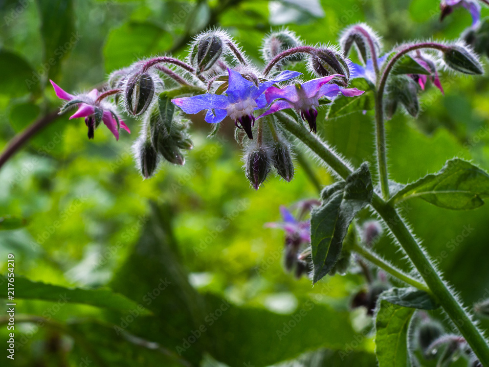 Close up of blue and pink flowers of Borage or starflower (Borago officinalis). Close up of blue and pink flowers of Borage or starflower (Borago officinalis).