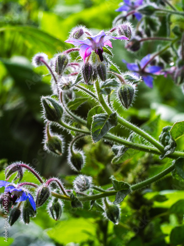 Close up of  blue and pink flowers of Borage or starflower  Borago officinalis .