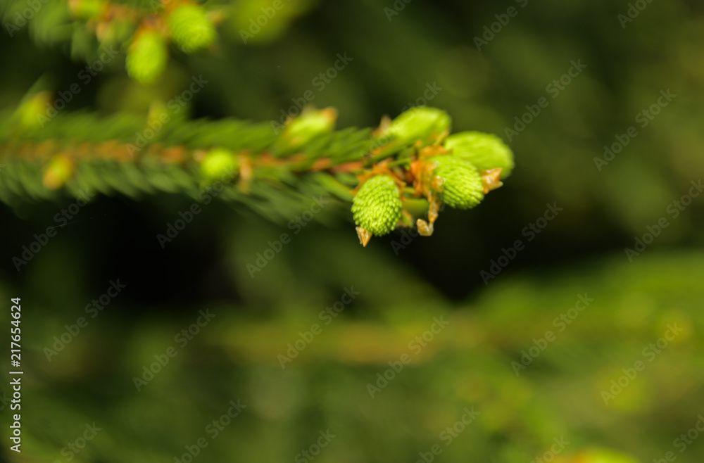 A green branch of spruce with young shoots on a blurred background. Shallow depth of field. In the category of texture, screen saver, wallpaper. A green branch of spruce with young shoots on a blurred background. Shallow depth of field. In the category of texture, screen saver, wallpaper.