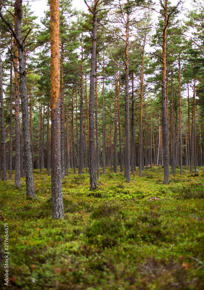 Fototapeta premium Pine forest