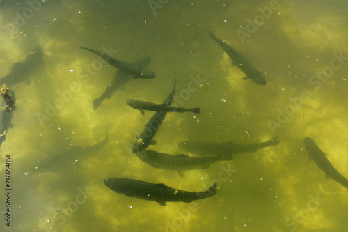 A large group of fish circling in a gloomy pond, a view from above of the river trout and sturgeon on a fish farm.