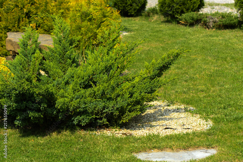 Obraz premium Decorative stones on the ground and green decorative bush, spacious walkways at the end and green grass. A small garden with a sense of design.