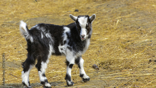 A goat kid walks through the farm on a yellow straw background. Original black and white color of a small goat.