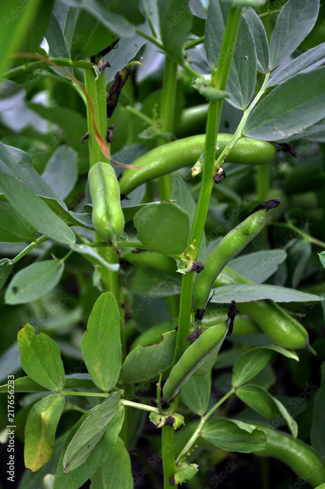 Obraz premium Legume equine bushes with pods and leaves