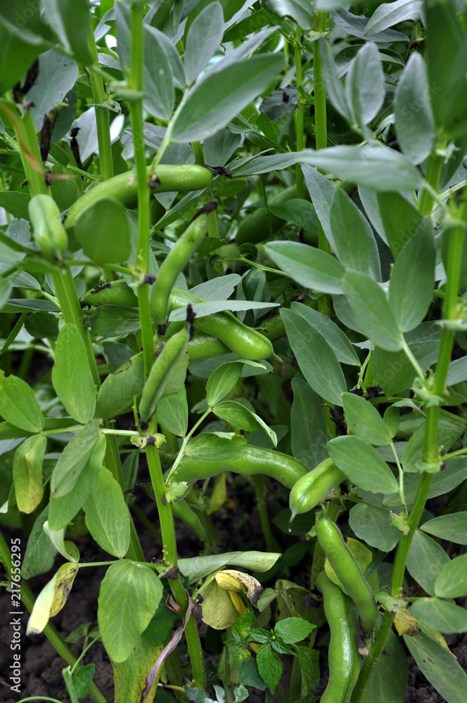 Legume equine bushes with pods and leaves