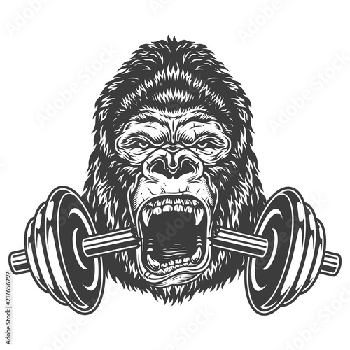 Bodybuilding concept with gorilla