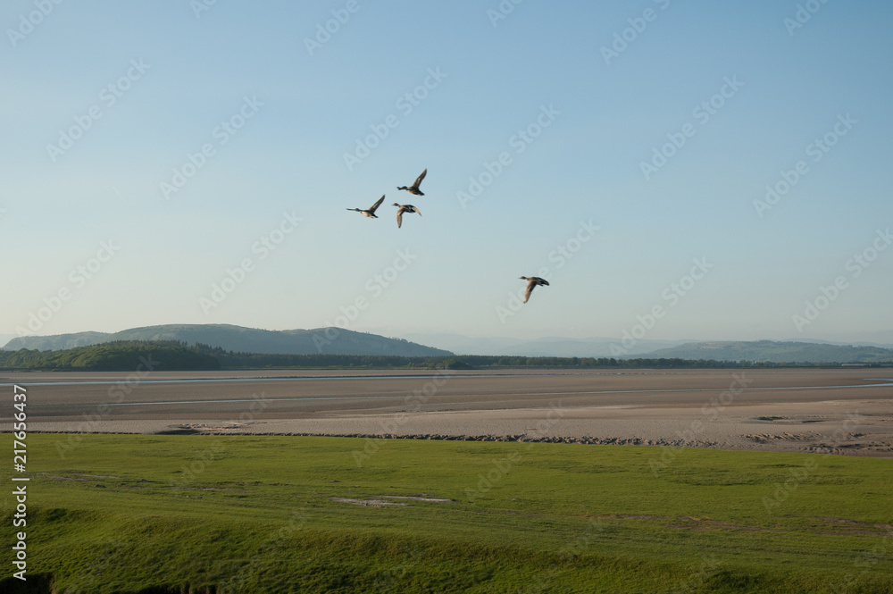 Obraz premium Arnside Ducks