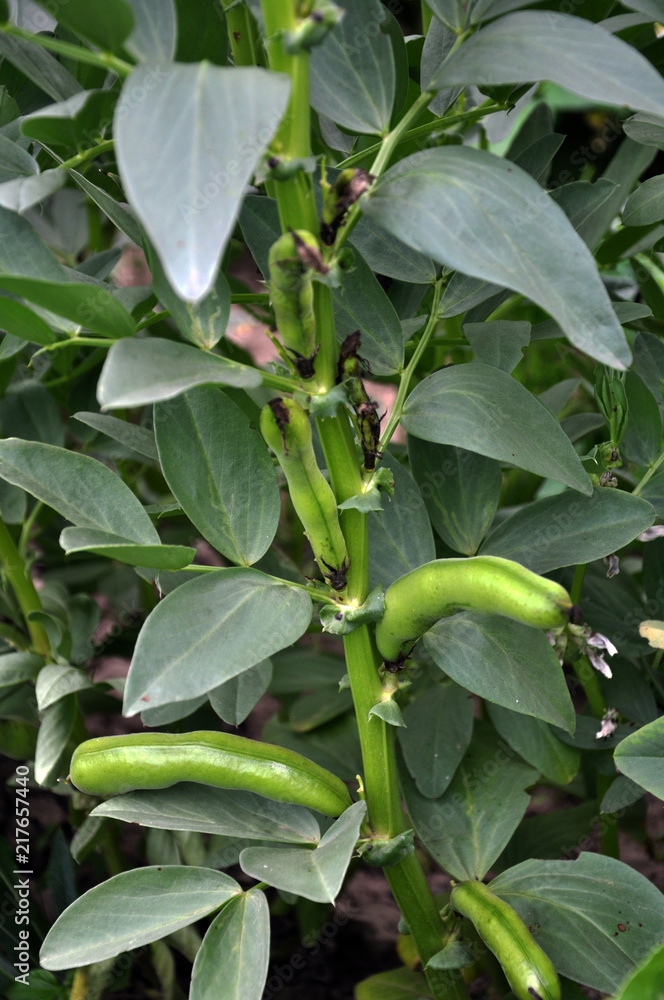 Legume equine bushes with pods and leaves Legume equine bushes with pods and leaves