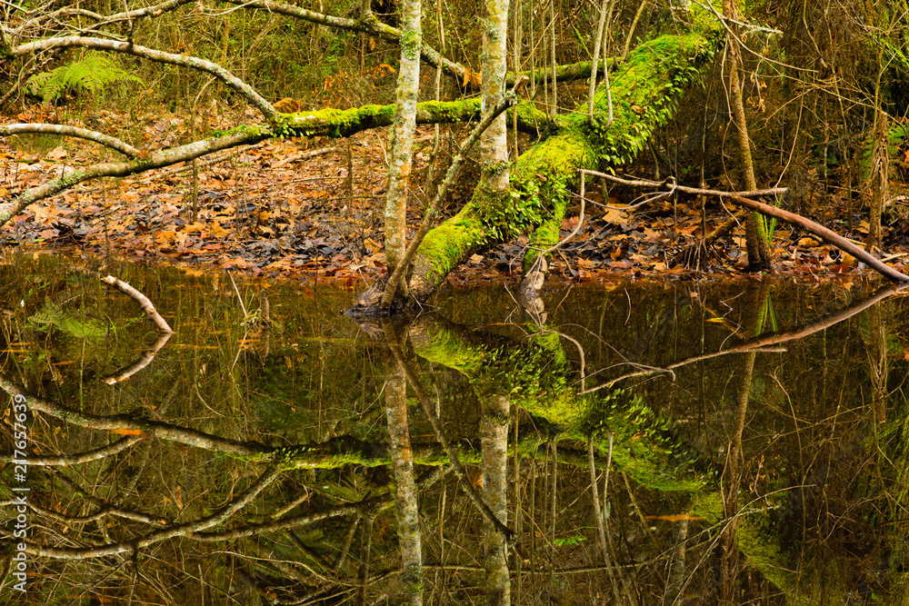 Obraz premium Branch Reflection 