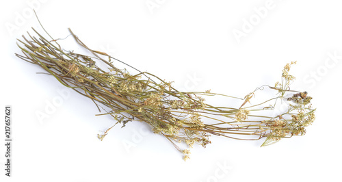Pimpinella saxifraga, known as burnet-saxifrage, solidstem burnet saxifrage, lesser burnet. Dried medicinal plant