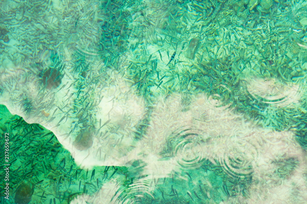 Fototapeta premium top view beautiful tropical&nbsp;blue sea and a lot of small fish . clear water ocean .
