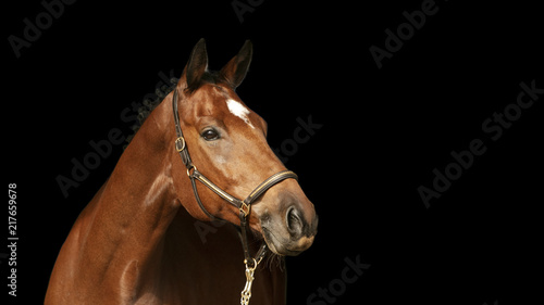 Horse Portrait © Hilary