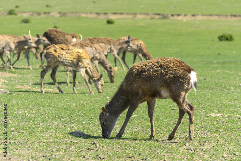 A unique period of molting deer. The deer loses its hair. It starts with the head, then goes over to the neck, legs, back and, finally, to the sides and belly. Scary ugly fur with bald patches A unique period of molting deer. The deer loses its hair. It starts with the head, then goes over to the neck, legs, back and, finally, to the sides and belly. Scary ugly fur with bald patches
