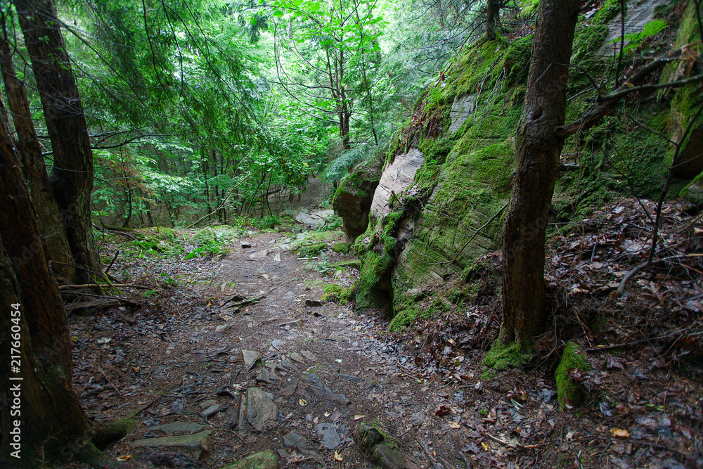 Tranquil idyllic forest way Tranquil idyllic forest way