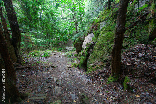 Tranquil idyllic forest way