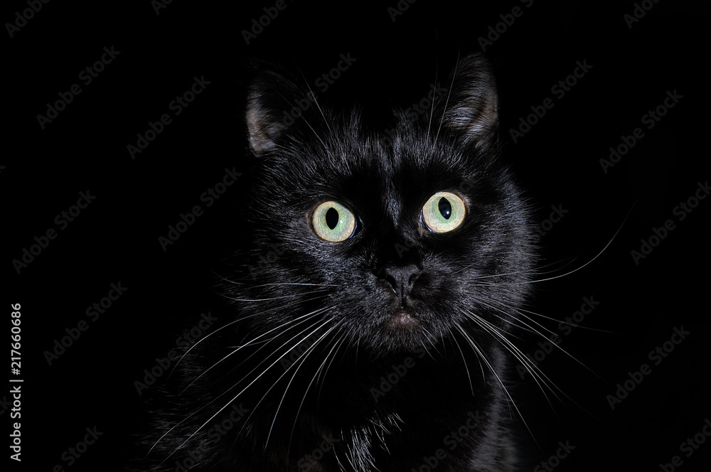 Portrait of a muzzle of a black cat on black