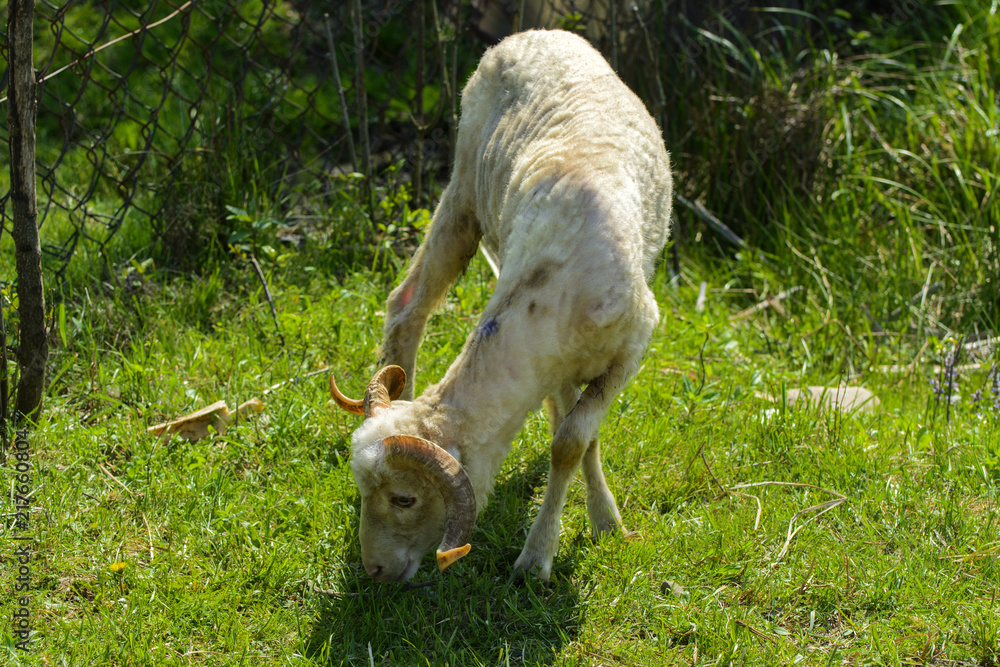 White-brown sheep. An animal with large swirling horns grazes against a background of green grass. Village. White-brown sheep. An animal with large swirling horns grazes against a background of green grass. Village.