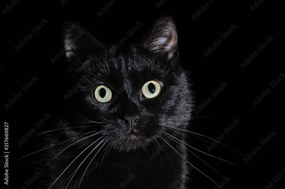 Portrait of a domestic black cat on a black background