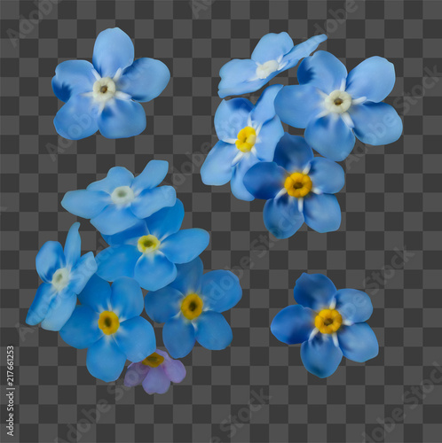 Blue forget me not spring flowers on transparent grid background. Photo realism macro. Decorative elements for greeting cards, invitations. Vector set for your design.