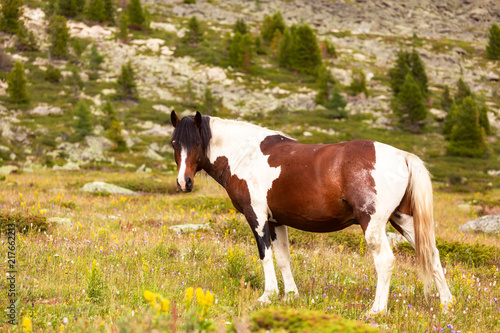 Close-up of a herd of brown and white horses on a green meadow, in the background a green coniferous forest and blue sky.