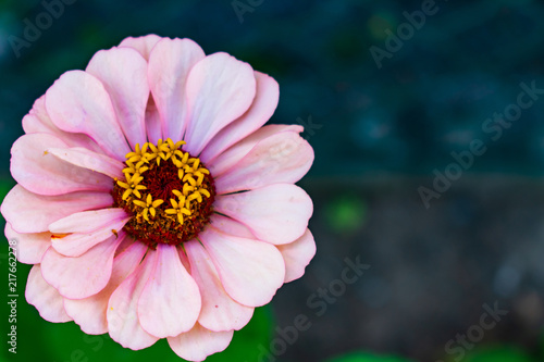 Große Zinnie Blüte weiß rosa