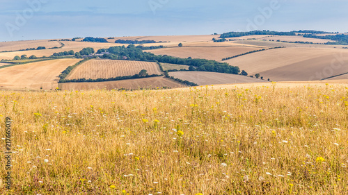 Landscape withdry  barley fields in Hampshire, England, United Kingdom