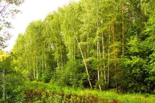 edge of a thick green forest in summer