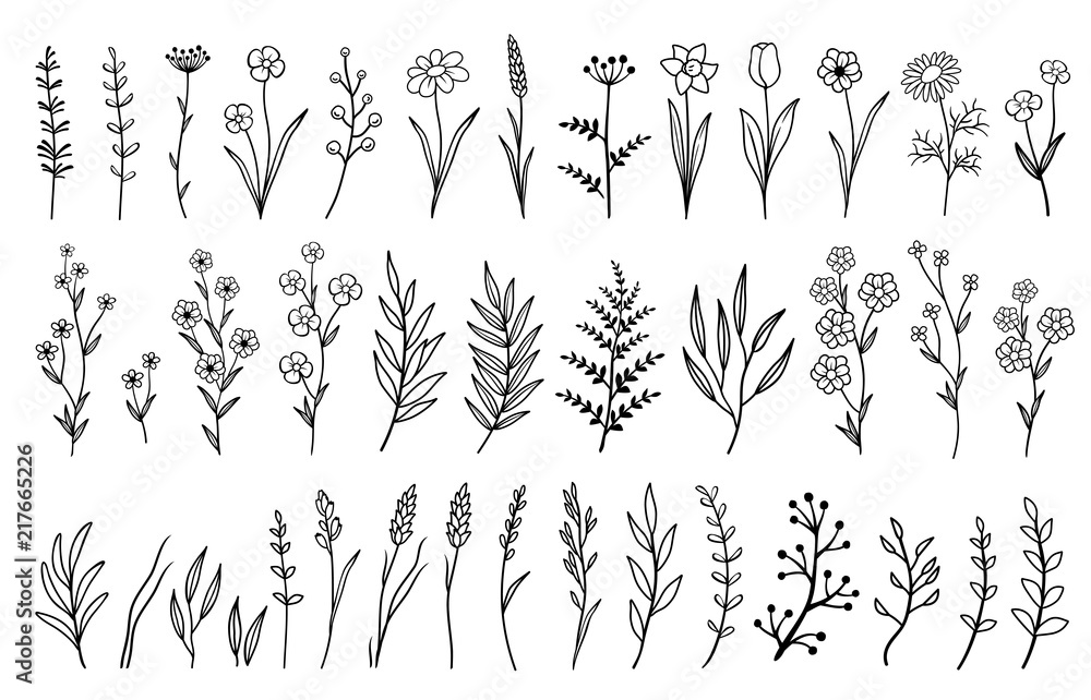 Obraz premium ręcznie rysowane pojedyncze kwiaty i zioła