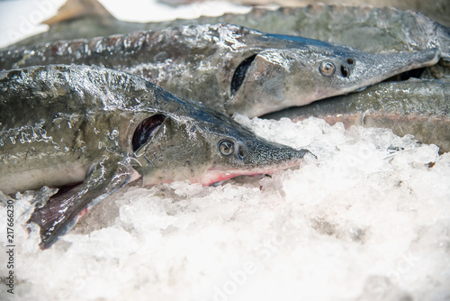 Fresh frozen sturgeon fish for a healthy dinner are sold in the store. stellate sturgeon among ice