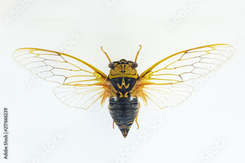 Foto Specimen of cicada on white background.