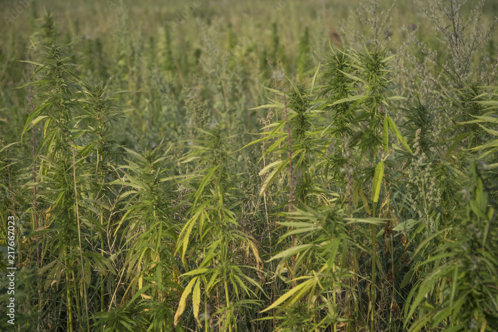 fields of industrial hemp in Estonia fields of industrial hemp in Estonia