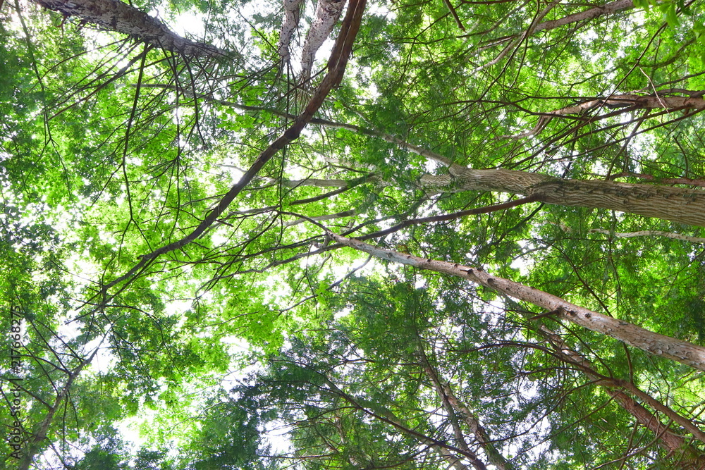 Forest Hiking at Arashi-yama Mountain, at Takao. Forest Hiking at Arashi-yama Mountain, at Takao.
