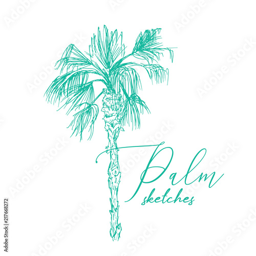 Isolated coconut or queen palm tree with leaves. Beach and rainforest, desert coco flora. Foliage of subtropical fern. Green palmae or jungle arecaceae. Island climate,botany, environment theme